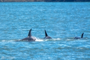 Pod of Orca Whales in Puget Sound