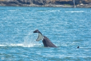 Pod of Orca Whales in Puget Sound