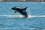 Orca Belly Flop