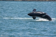 Orca Belly Flop