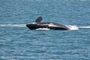 Orca Belly Flop