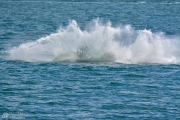 Orca Belly Flop