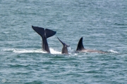 Pod of Orca Whales in Puget Sound