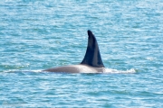 Pod of Orca Whales in Puget Sound