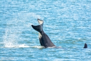 Pod of Orca Whales in Puget Sound