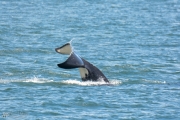 Pod of Orca Whales in Puget Sound