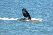 Pod of Orca Whales in Puget Sound