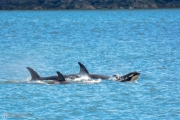 Pod of Orca Whales in Puget Sound