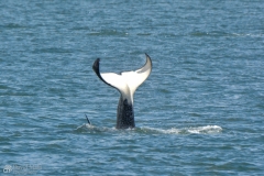 Pod of Orca Whales in Puget Sound