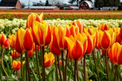 Spring Tulip Fields