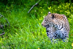 Leopard Hunting