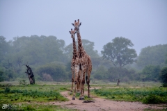 Giraffes in the Mist
