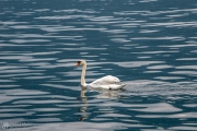 Swiss Swan