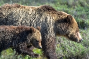 Mother Grizzly with Cubs