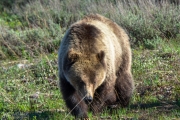 Mother Grizzly with Cubs