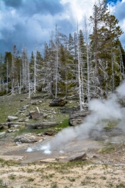 Dead Trees Behind Geyser