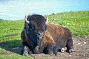 Yellowstone Bison