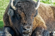 Yellowstone Bison