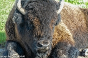 Yellowstone Bison