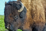 Yellowstone Bison