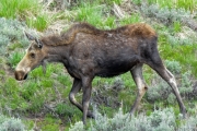 Yellowstone Moose