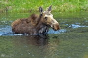 Moose Swimming Across Lake