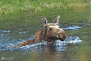 Moose Swimming Across Lake