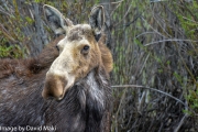 Yellowstone Moose