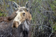 Yellowstone Moose