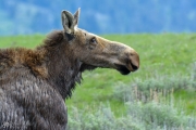 Yellowstone Moose