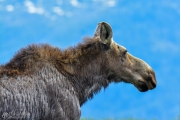 Yellowstone Moose