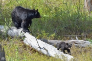 Mother Black Bear and Cub