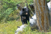 Mother Black Bear and Cub