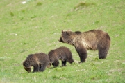 Mother Grizzly with Cubs