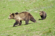 Mother Grizzly with Cub