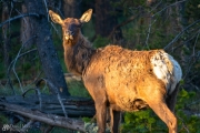 Elk in Early Morning Sunrise