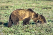 Mother Grizzly with Cubs