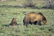 Mother Grizzly with Cubs