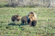 Mother Grizzly with Cubs