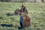 Mother Grizzly with Cubs