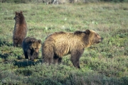 Mother Grizzly with Cubs