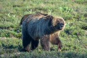 Mother Grizzly with Cubs