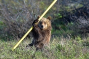 Grizzly Bear Cubs and Telephone Pole